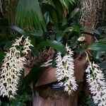 Dendrobium speciosum ശീലം