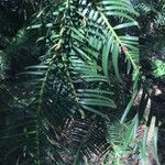 Cephalotaxus fortunei Leaf