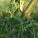 Rosa virginiana Blatt