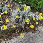 Helichrysum orientale Celota
