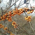 Hippophae rhamnoides 果實