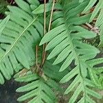 Polypodium interjectum ഇല