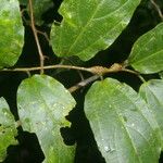 Celtis iguanaea 葉