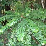 Phyllanthus mimosoides Other