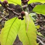 Ficus virens Fruit