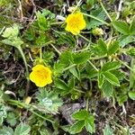 Potentilla brauneana Blomst