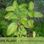 Bryophyllum pinnatum Folha