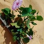 Ipomoea asarifolia Flower