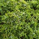 Juniperus brevifolia Fruit
