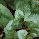 Persicaria capitata Blatt