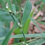 Polygonum bellardii Liść