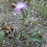 Centaurea decipiens 形态