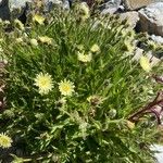 Hieracium berardianum Libunga