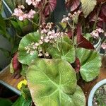 Begonia hydrocotylifolia Ліст