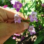 Penstemon cobaea Flower