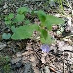 Veronica americana Blad