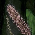 Panopsis sessilifolia Flower