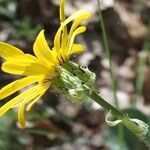 Senecio gerardi Blüte