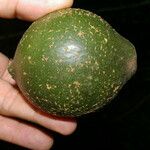 Posoqueria robusta Frucht