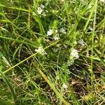 Euphrasia officinalis花