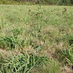 Centaurea decipiens Hábito