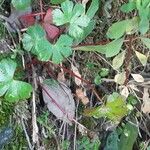 Geranium lucidum Leaf