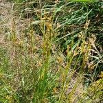 Juncus tenuis Habitus