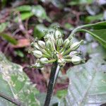 Psychotria sonkeana Fruit