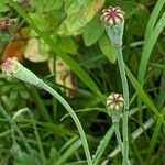 Papaver atlanticum ഫലം