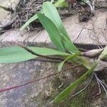 Bulbophyllum calyptratum Pokrój