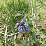 Vicia sativaFlower