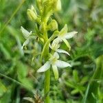 Platanthera bifoliaBlodyn