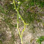 Lycopodium clavatum Leaf