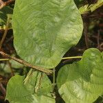 Centrosema plumieri Leaf
