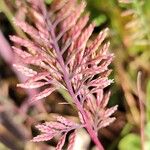 Catapodium rigidum Flower