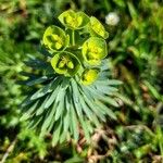 Euphorbia characias 叶