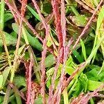 Digitaria sanguinalis Лист