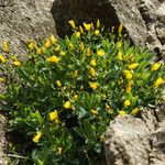 Linum arboreum Natur