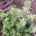 Sedum glaucophyllum Blatt