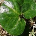 Asarum caudatum ᱥᱟᱠᱟᱢ