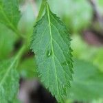 Stachytarpheta urticifolia Blad