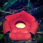 Rafflesia rochussenii 花