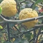 Citrus trifoliata ഫലം