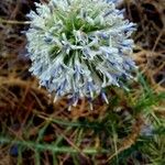 Echinops spinosissimusFlower