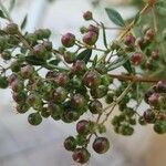 Lawsonia inermis Fruit