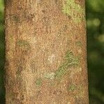 Eperua falcata Bark