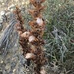 Orobanche rapum-genistae Hoja