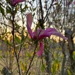 Magnolia stellataBloem