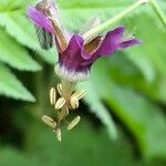 Geranium reflexum Квітка