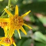 Senecio squalidusOther